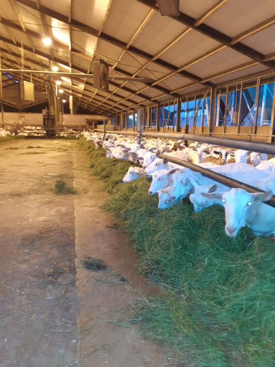 Diverse stalvoercombinaties