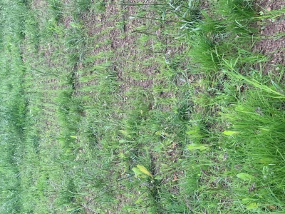 Vredo DZ 344.07.5 Agri Twin doorzaaimachine